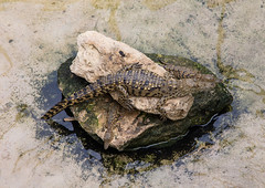 Crocodile in captivity resting on a rock, Benguela Province, Catumbela, Angola