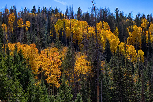 cedarbreaks fall fallcolors utah nature