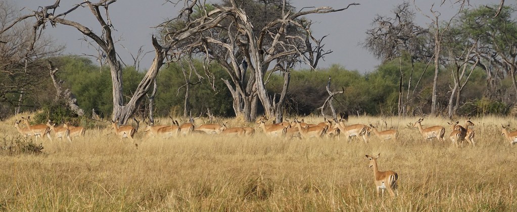 De Moremi a Savuti, entre jirafas y elefantes - BOTSWANA, ZIMBABWE Y CATARATAS VICTORIA: Tras la Senda de los Elefantes (8)