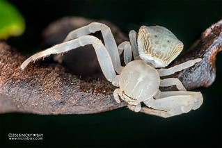 Crab spider (Cyriogonus sp.) - DSC_0584