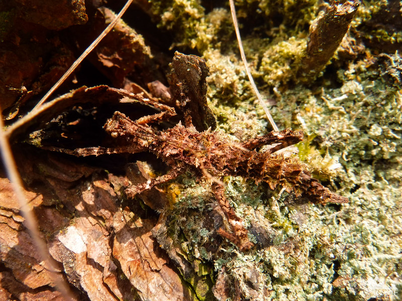 Well-camouflaged insect