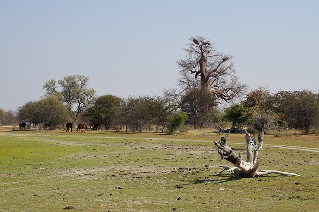 Makgadikgadi Pans: baobabs, suricatas y noche al raso en el salar de Ntwetwe - BOTSWANA, ZIMBABWE Y CATARATAS VICTORIA: Tras la Senda de los Elefantes (18)