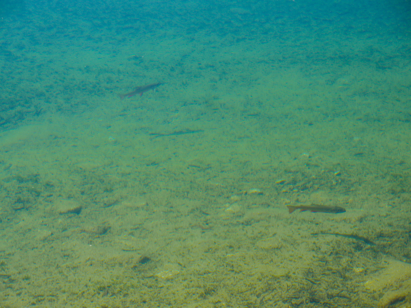 Fish in Kearsarge Lakes