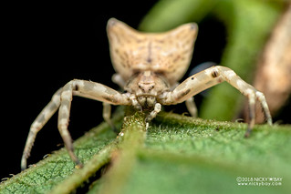 Crab spider (Thomisidae) - DSC_2761