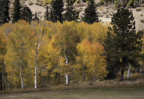 colorado coloradorockies fall landscape populustremuloides rockymountains southernrockies aspens autumn fallcolor