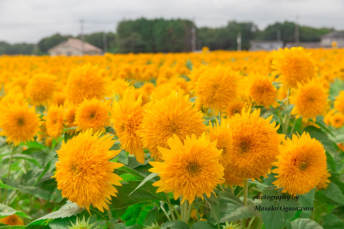 sunflower fields at the Akeno Sunflower Festiva