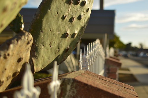 ca california 2018 march salida cactus fence security sunset