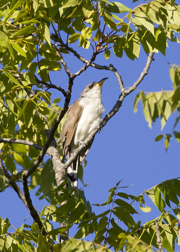 coccyzusamericanus yellowbilledcuckoo bird forest singingwoodsnaturepreserve