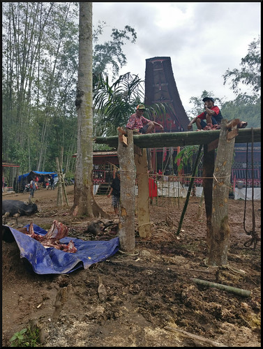 Sulawesi, descubriendo las tradiciones Tana Toraja - Indonesia en 2 semanas: orangutanes, templos y tradiciones (38)