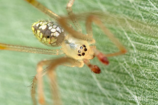 Mirror comb-footed spider (Thwaitesia sp.) - DSC_1327b
