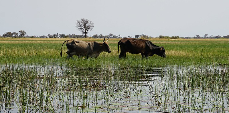 Del Kalahari al delta del Okavango, el corazón de Botswana - BOTSWANA, ZIMBABWE Y CATARATAS VICTORIA: Tras la Senda de los Elefantes (8)