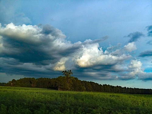 lumberton nc northcarolina robesoncounty outdoor outdoors outside nature natural landscape scenic hwy41 nc41 grass grassy field meadow pasture tree trees foliage beauty cloud clouds cloudformation samsung galaxy smj727v j7v cellphone cellphonepicture woods wooded forest