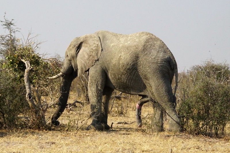 Safari en Makgadikgadi Pans National Park: este año se llevan las rayas - BOTSWANA, ZIMBABWE Y CATARATAS VICTORIA: Tras la Senda de los Elefantes (32)