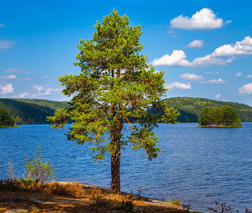 västraörten värmland sweden pine pinetree magnificent