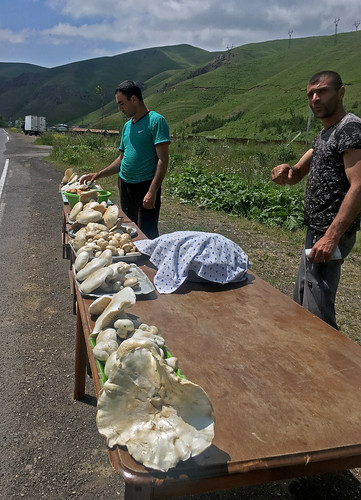 yerevan armenia caucuses road roadtrip mountain highway mushroom mushrooms wildmushrooms travel people lakesevan sevan