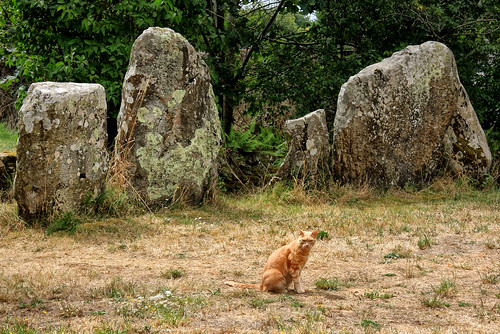 France, Brittany, Carnac - cat and standing stones
