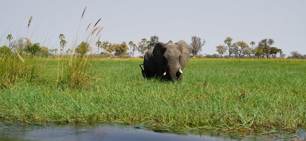BOTSWANA, ZIMBABWE Y CATARATAS VICTORIA: Tras la Senda de los Elefantes - Blogs of Africa South - Así empezó todo... (1)