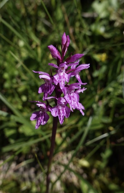 Pretty orchid (Orchis mascula)