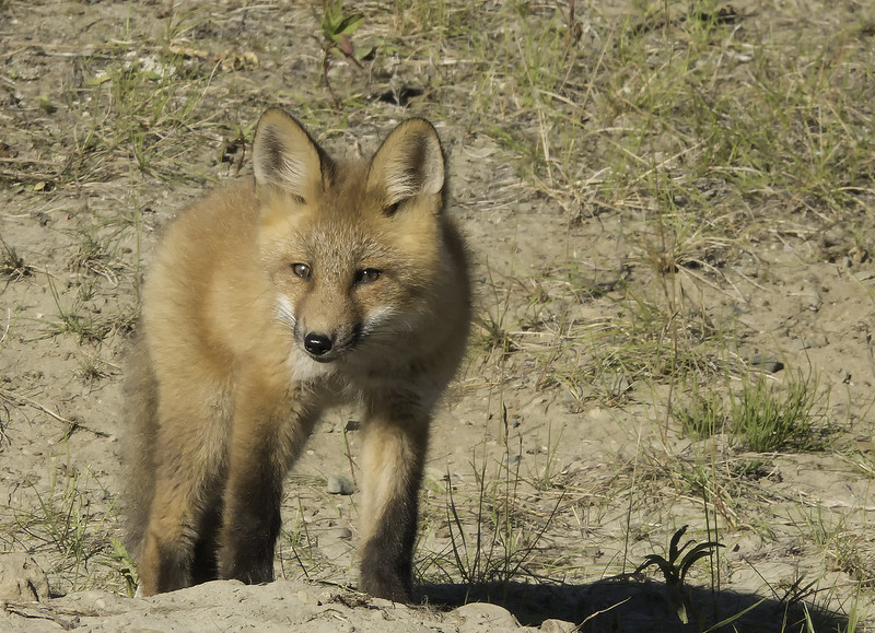 Baby Fox, Yukon, Canada