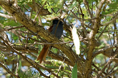 African paradise flycatcher