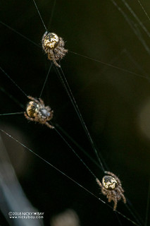 Hairy orb weaver spiderlings (cf. Neoscona sp.) - DSC_2337