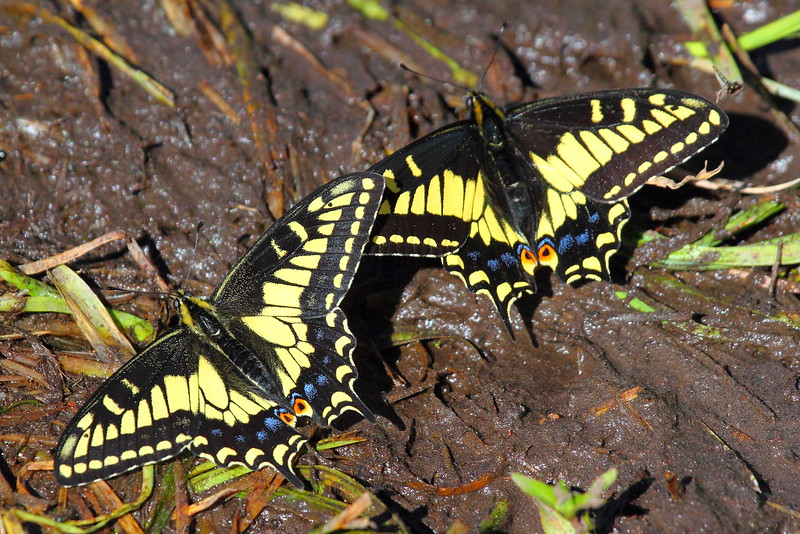 IMG_7192 Anise Swallowtail (Papilio zelicaon)