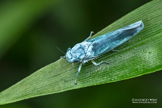 Leafhopper (Cicadellidae) - DSC_7948