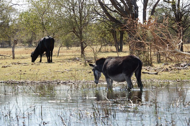 Del Kalahari al delta del Okavango, el corazón de Botswana - BOTSWANA, ZIMBABWE Y CATARATAS VICTORIA: Tras la Senda de los Elefantes (5)