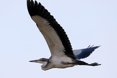 Black-headed heron