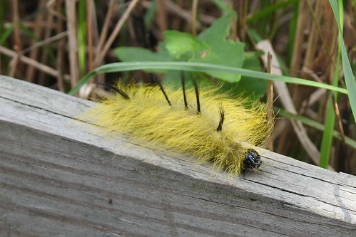 American Dagger Moth (Acronicta americana) caterpillar