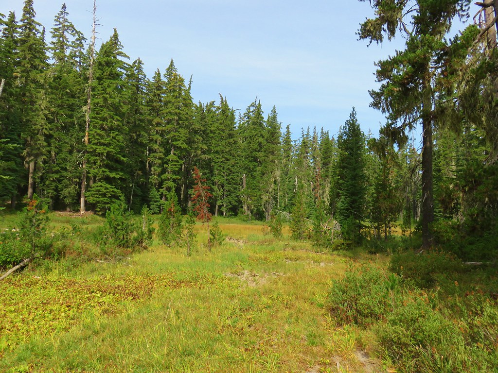 Meadow along the Wahanna Trail
