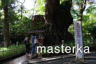 来宮神社の木