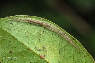 Pisaurid spider (Pisauridae) - DSC_1784