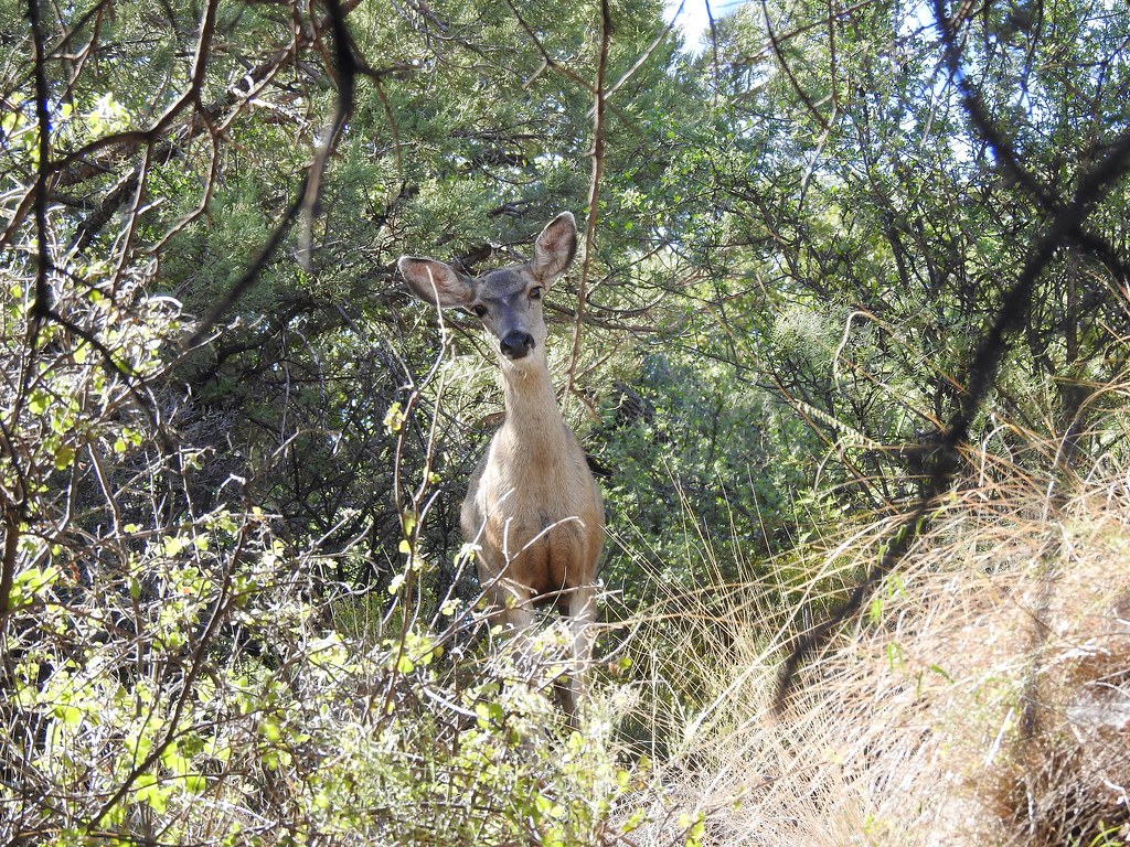 Female Deer