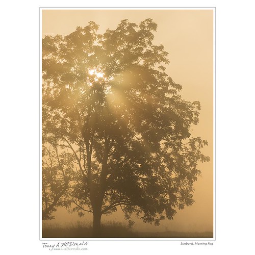 canada dawn elgincounty fog lonetree mist morning ontario orangesky starburst sunrise tree