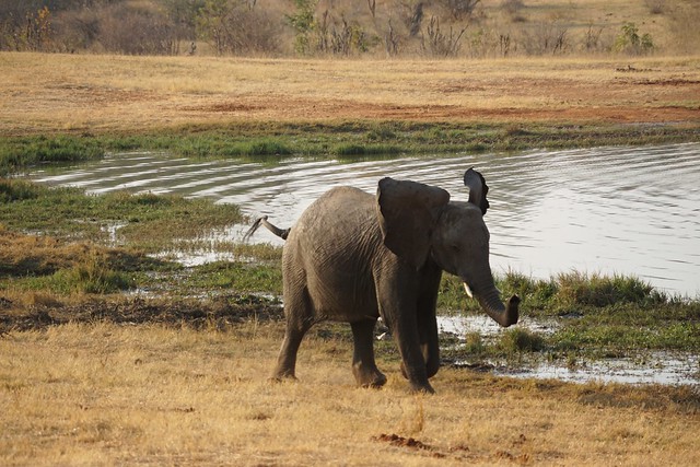 El largo viaje hacia Hwange, la puerta al reino de los elefantes - BOTSWANA, ZIMBABWE Y CATARATAS VICTORIA: Tras la Senda de los Elefantes (5)
