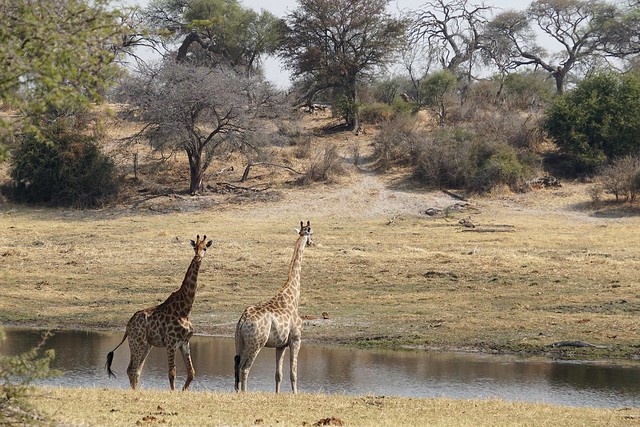 Safari en Makgadikgadi Pans National Park: este año se llevan las rayas - BOTSWANA, ZIMBABWE Y CATARATAS VICTORIA: Tras la Senda de los Elefantes (26)