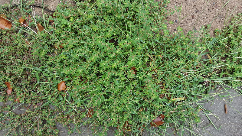 Weeds in my driveway, August 2018