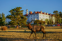👻 The Stanley Hotel (Inspiration for Stephen King's The Shining) + Elk