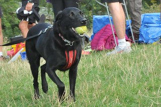 Tring parkrun puppies