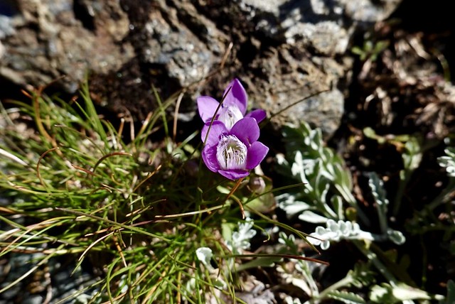 Curious purple flower