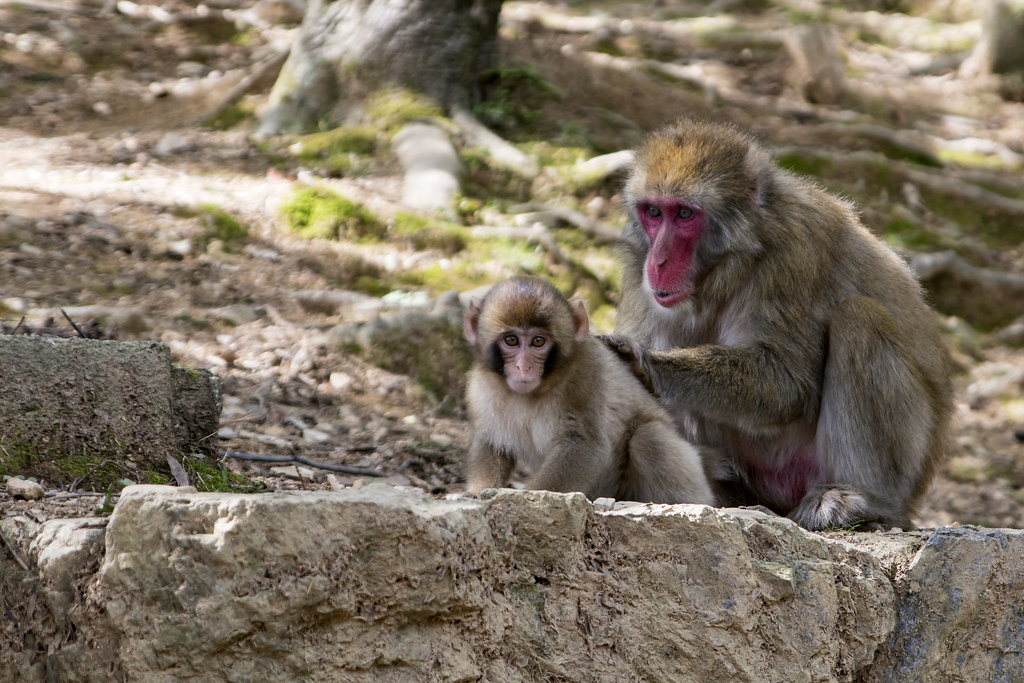 Mum & Baby, Japanese Macaque