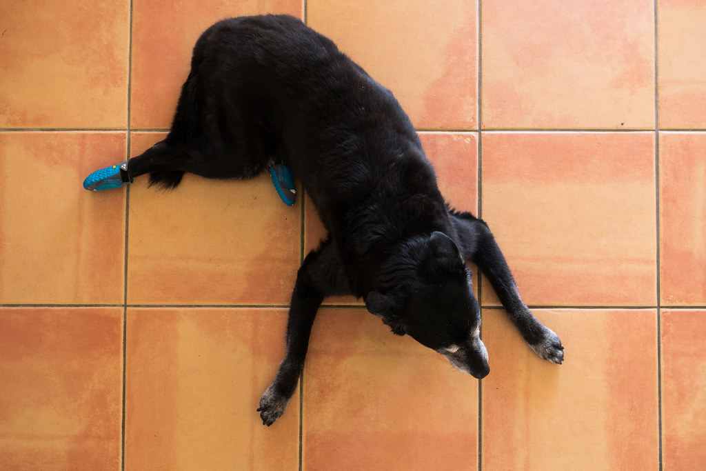 Our black lab Ellie wears dog shoes on her rear feet as she relaxes on the tile floor