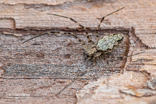 Hermit spider (Nephilingis livida) - DSC_0553