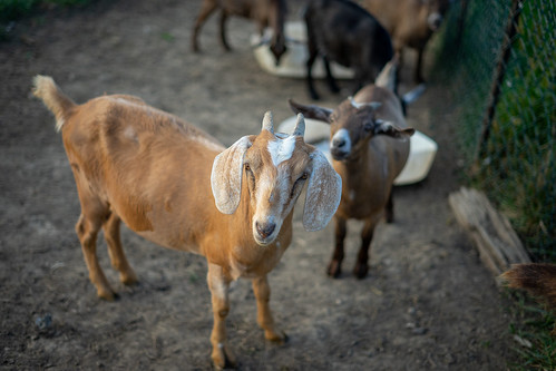 animals sel50f18f sony a7ii a7m2 ilce7m2 photography 50mm goats farm barnyard barn livestock sunset goldenhour horns fur hooves dirt ground green brown tan