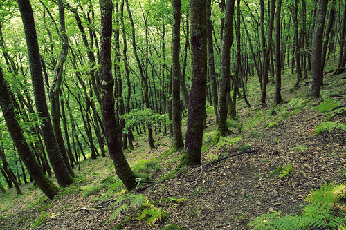 dartmoor nationalpark uk devon england woodland forest trees tree oak fern slope landscape outdoors hiking hunterspath downhill gorge woods trunks canon eos50d tamron 1750mm