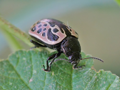 insectos escarabajos beetles calligraphadiversastål1859 calligraphadiversa escarabajocalígrafo chrysomelidae chrysomelinae raynoxdcr250 olympussp570uz macro