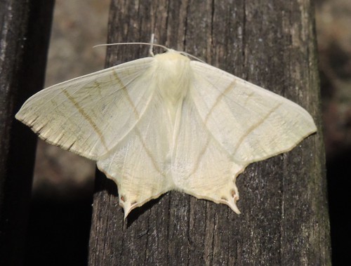 moth wings light bands colour pale yeloe green wood summer outdoors