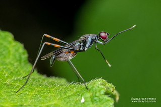 Stilt-legged fly (Micropezidae) - DSC_8549
