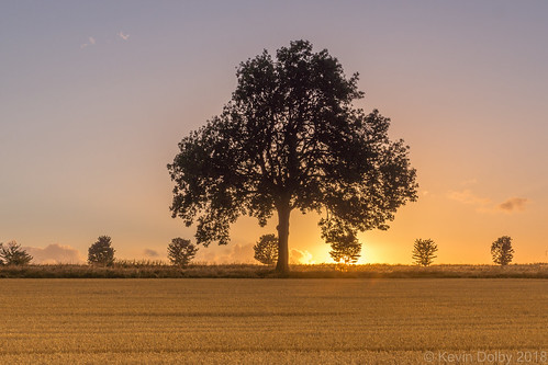 2018 august maltby sunset trees tree silhouette field summer sun sony southyorkshire sky alpha a77 england unitedkingdom gb